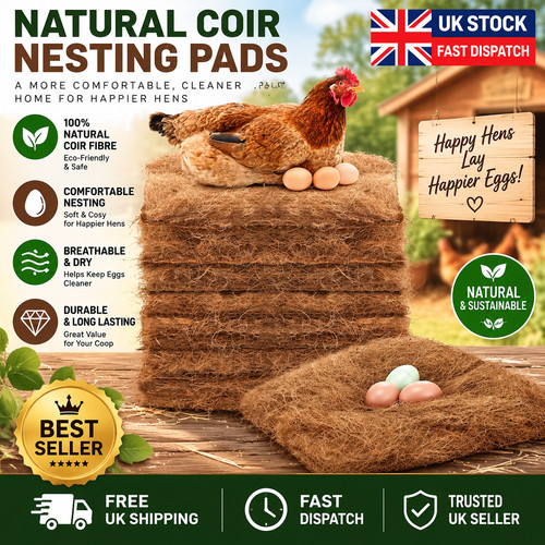 Pack chicken nest box - chicken,