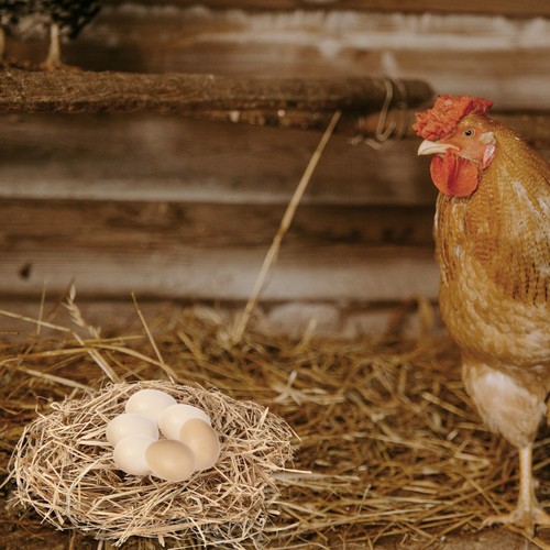 Shredded straw chicken - chicken, coop